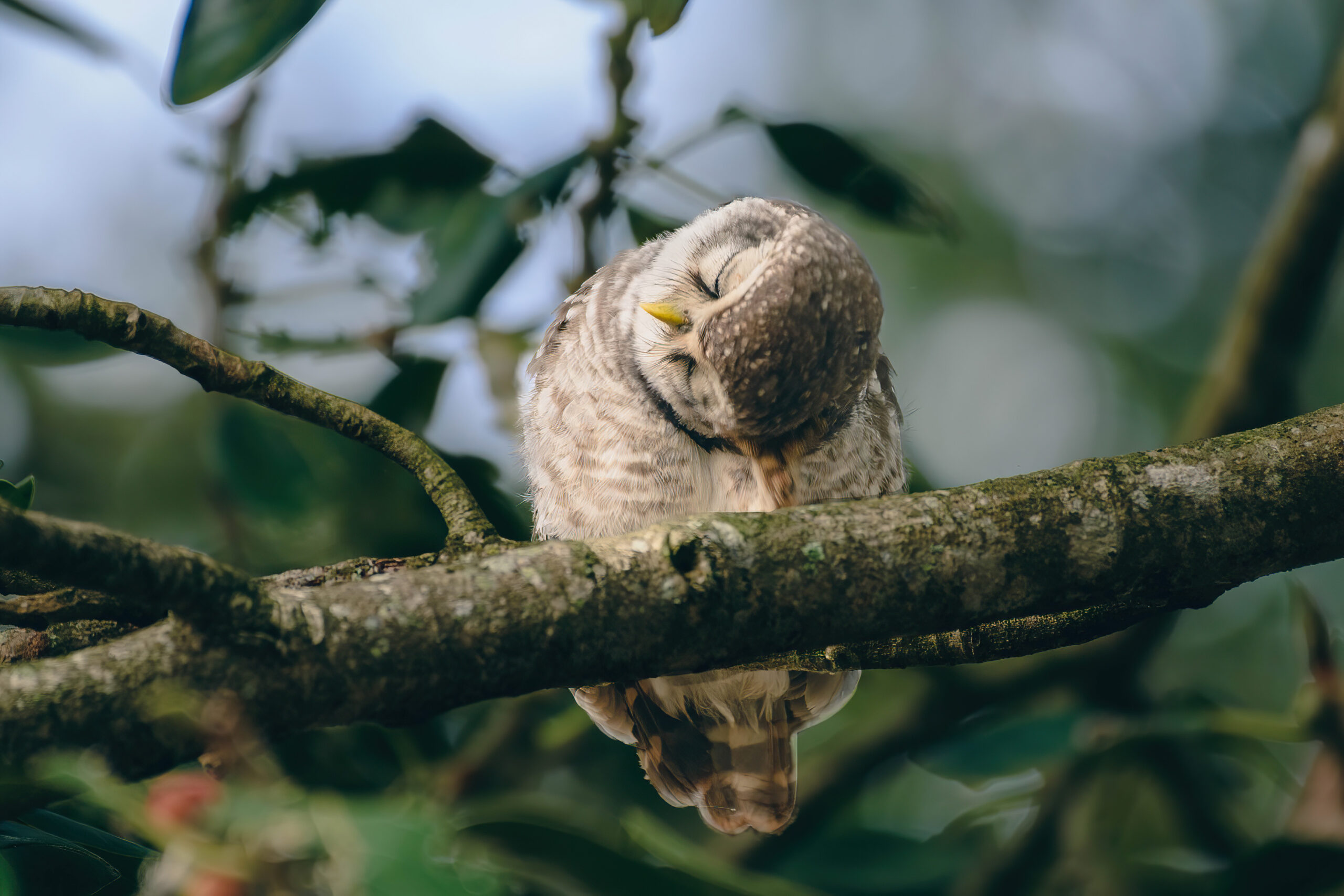 Little Owls